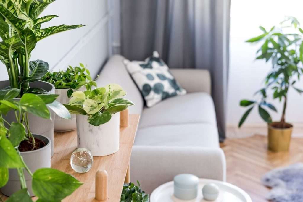 Bamboo plants for home