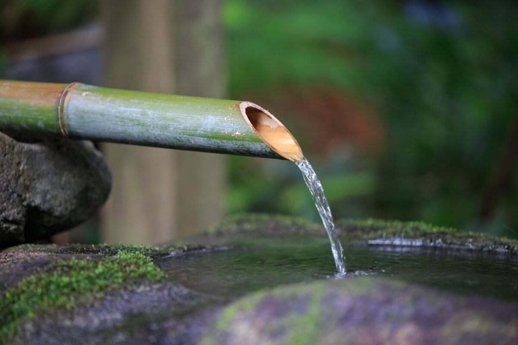 Water bamboo