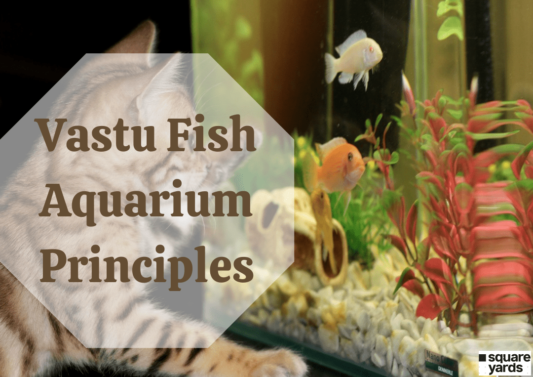 Vastu Fish Aquarium Principles Key to Happiness & Harmony