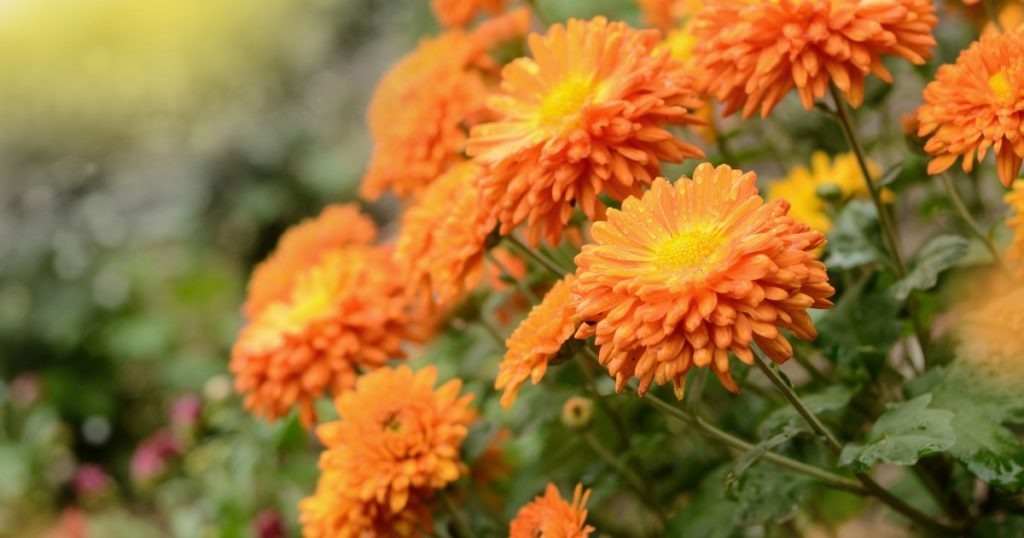 Chrysanthemum