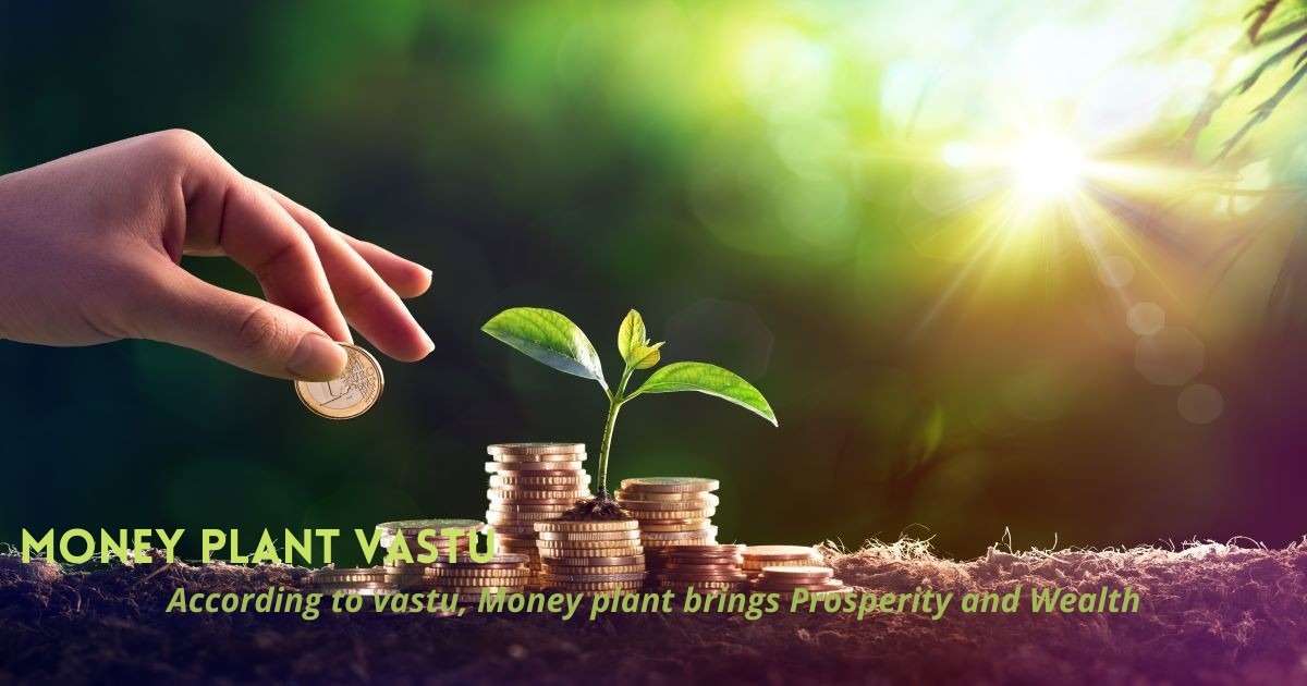 Money Plant Vastu