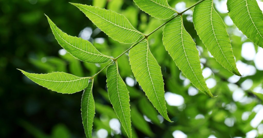 Neem Tree.