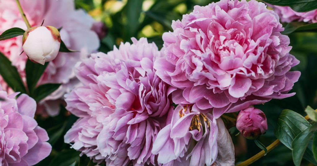 Peony Plant