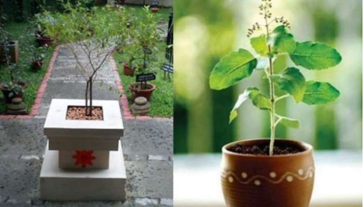 Tulsi Plant Direction