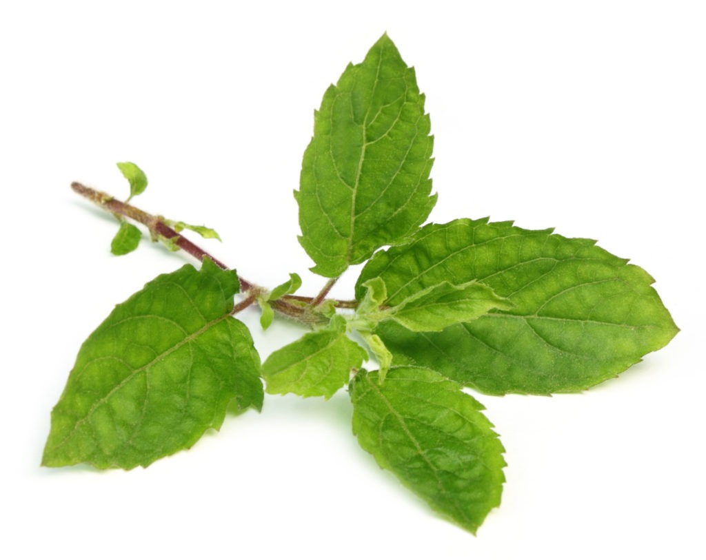 tulsi plant at home