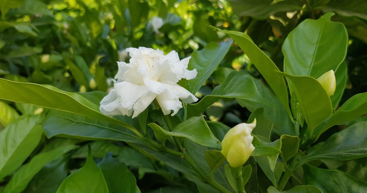 Crepe Jasmine