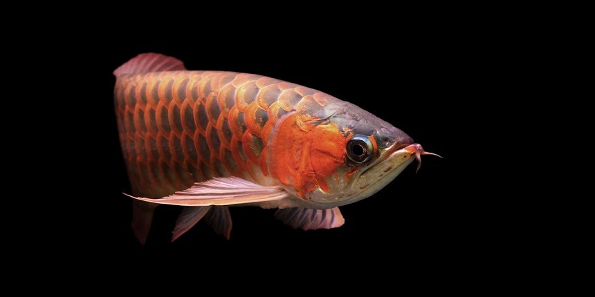 Arowana fish as per Vastu