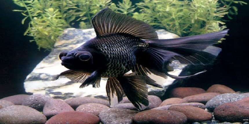 Blackmoor fish as per vastu