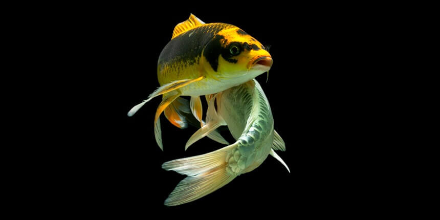 Butterfly Koi fish as Vastu