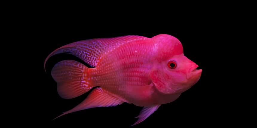 Flower Horn Fish as per vastu