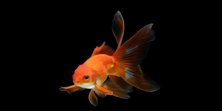 Goldfish as per Vastu