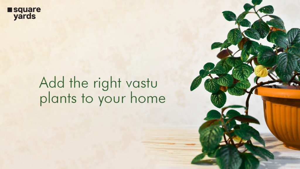 Vastu Plants for Home: Bring Luck in your House