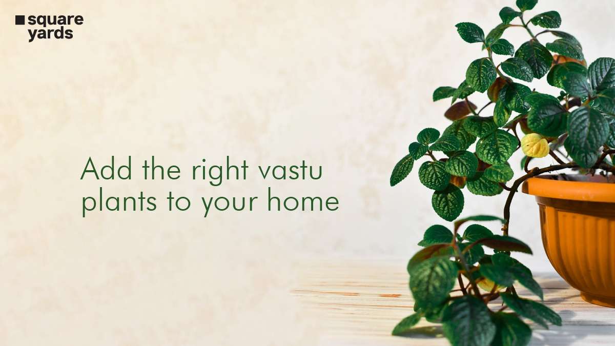 Why Do You Need Vastu Plants in Your Home