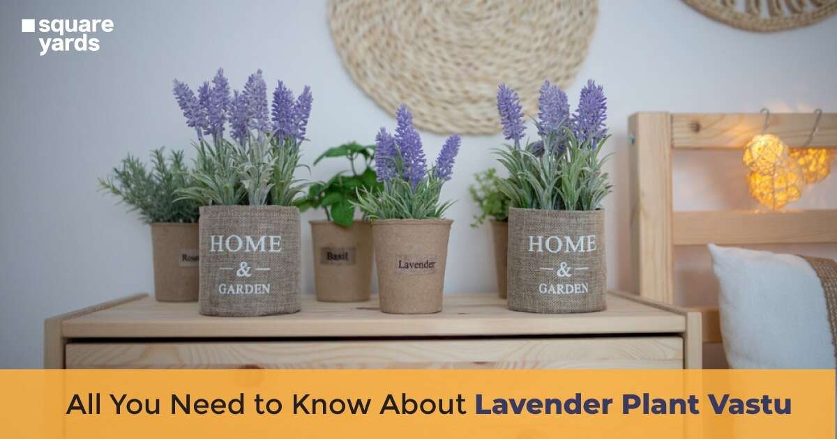 Lavender Plant Vastu