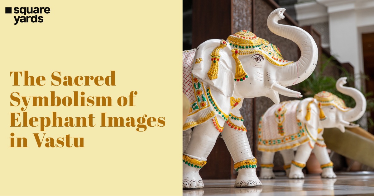 Elephant Images