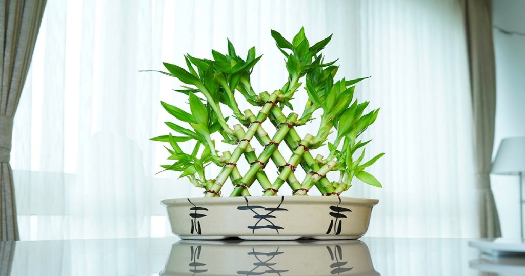 Bamboo Plants