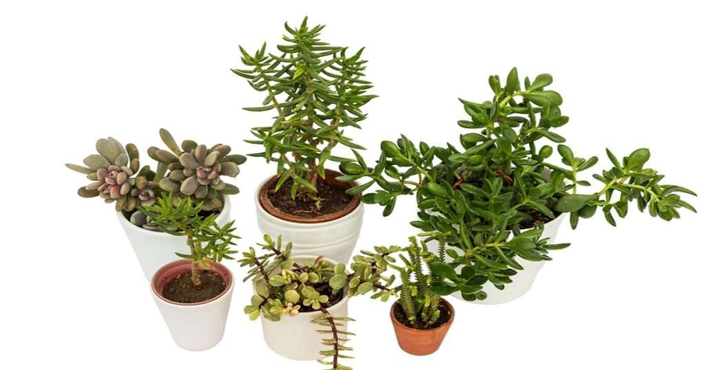 Dwarf Jade Plants