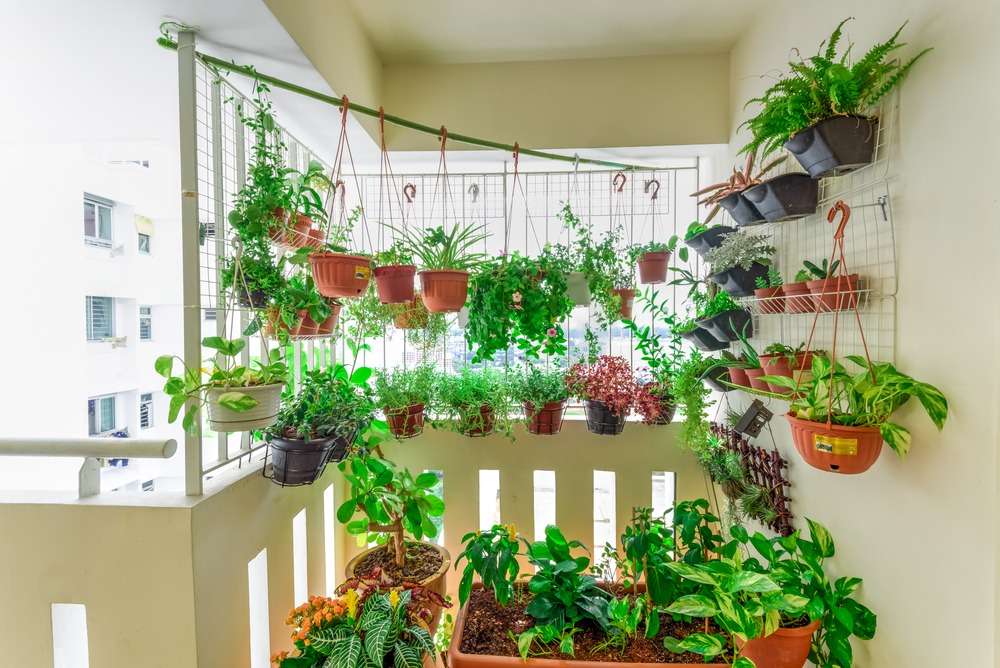 Hanging Plants 