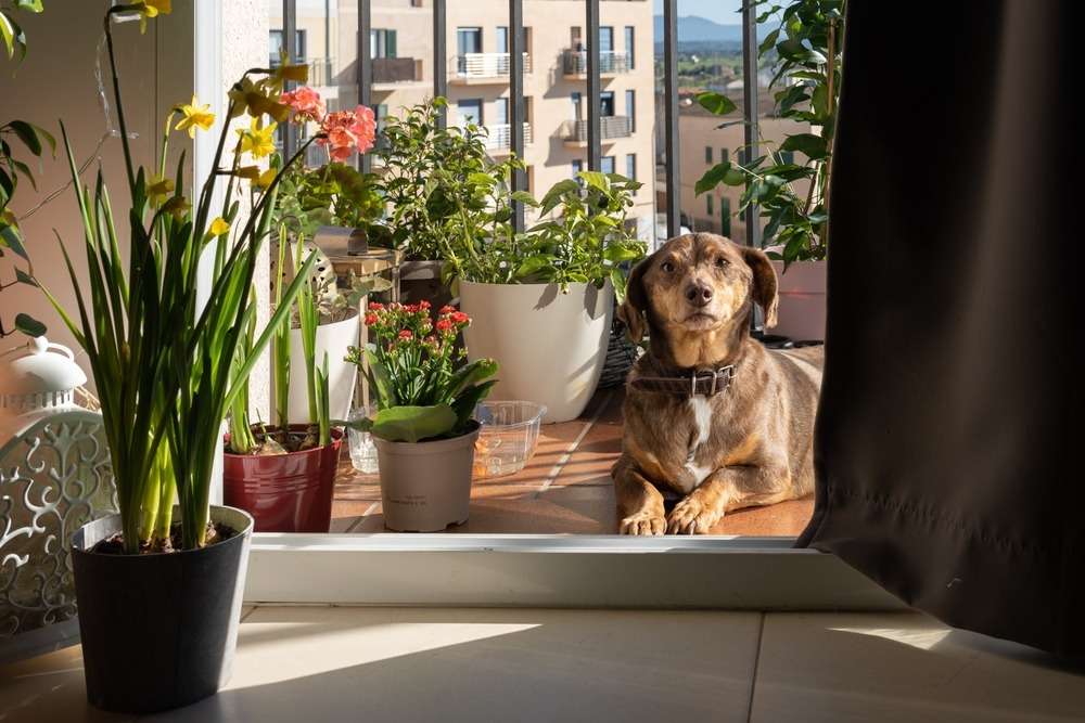 Pet-Friendly Garden Balcony