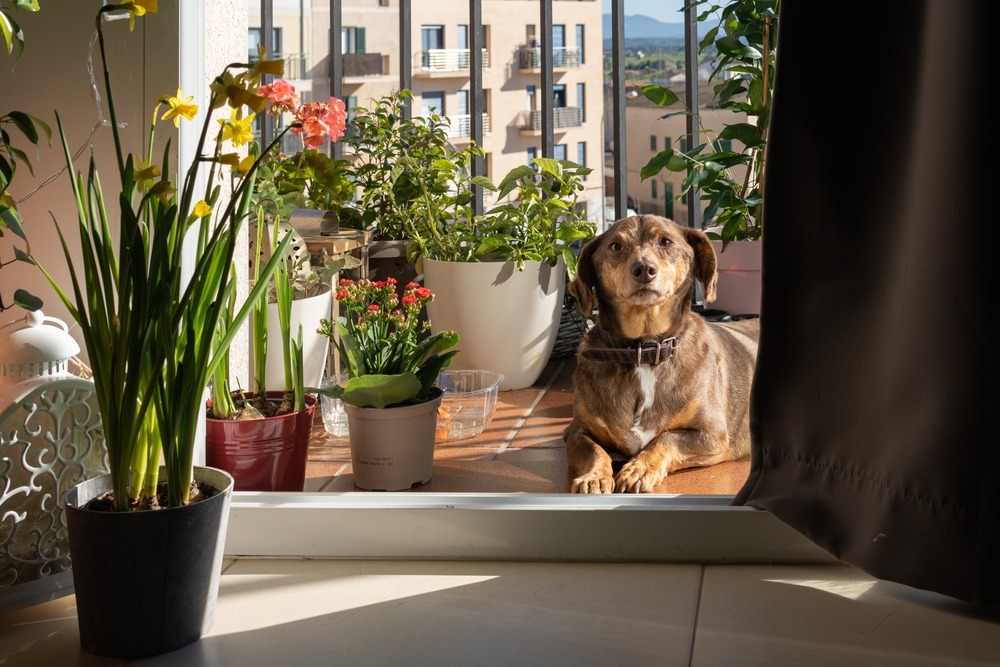 Pet-Friendly Garden Balcony