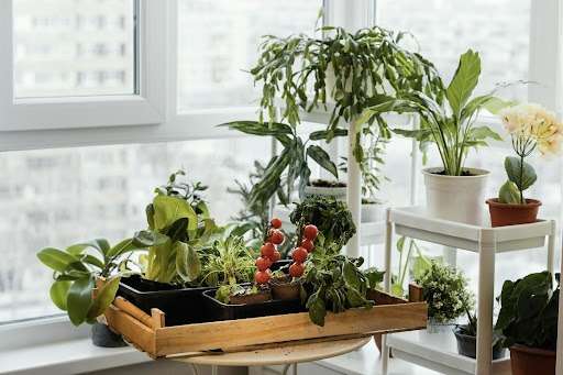 Home Garden Ideas for Window Boxes