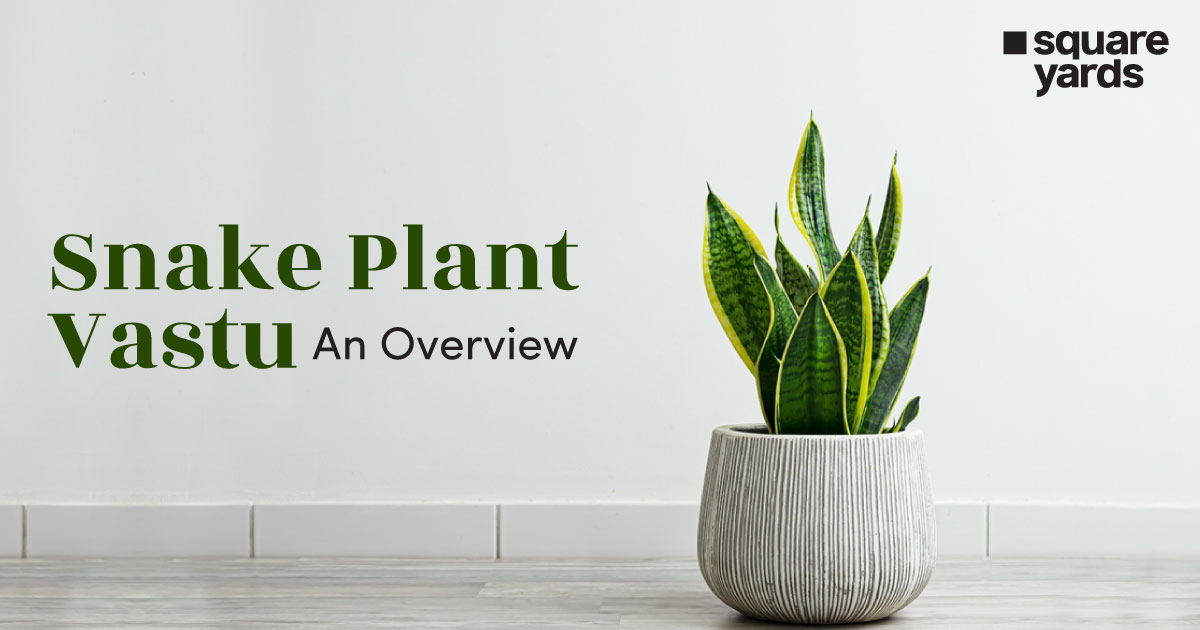 Snake Plant Vastu