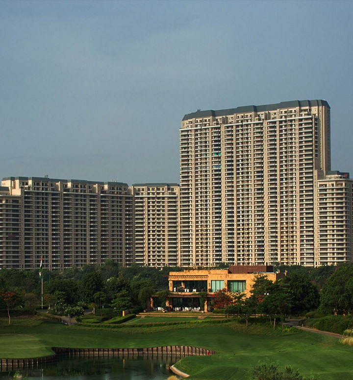 dlf camellias