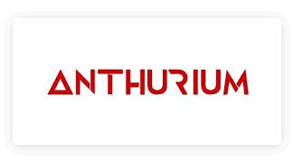 Anuthurium